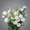 Lizantus White