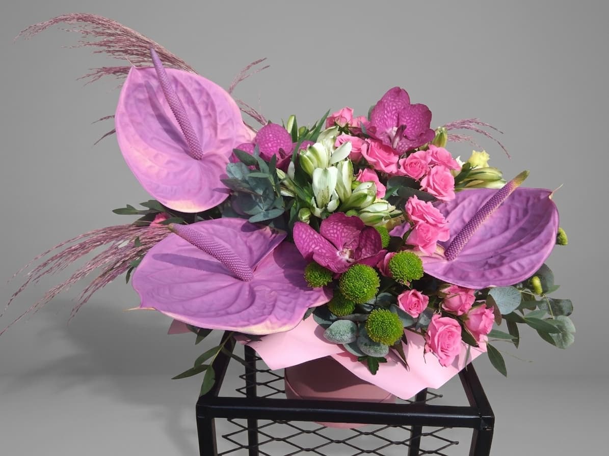 Purple Royalty dream — Kastes, LZ Flowers Rēzekne