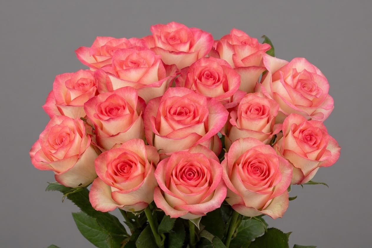 Jumilia — Rozes, LZ Flowers Rēzekne