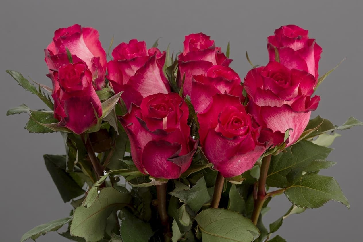 Nicoletta — Rozes, LZ Flowers Rēzekne