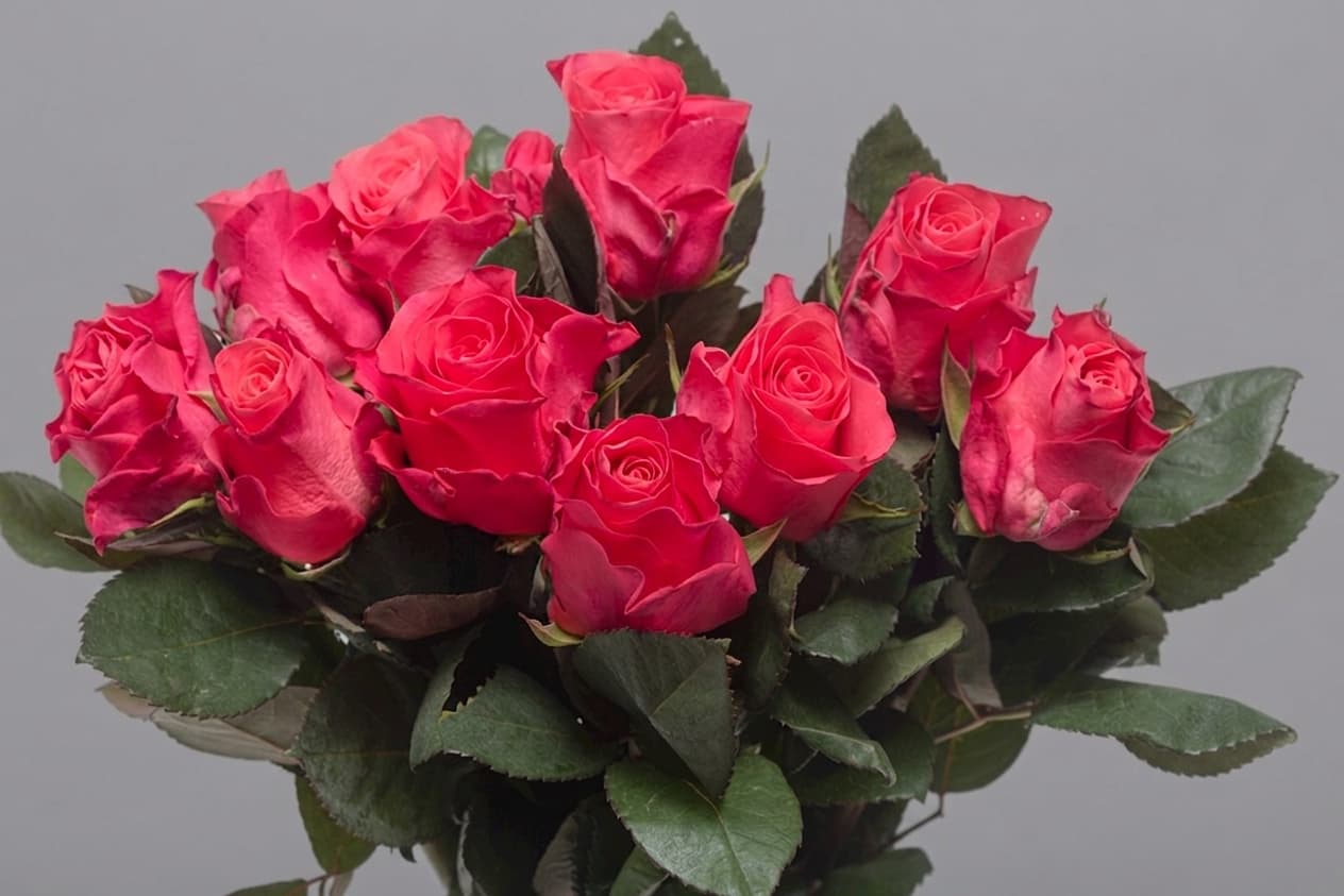 Pink Tacazzi — Rozes, LZ Flowers Rēzekne