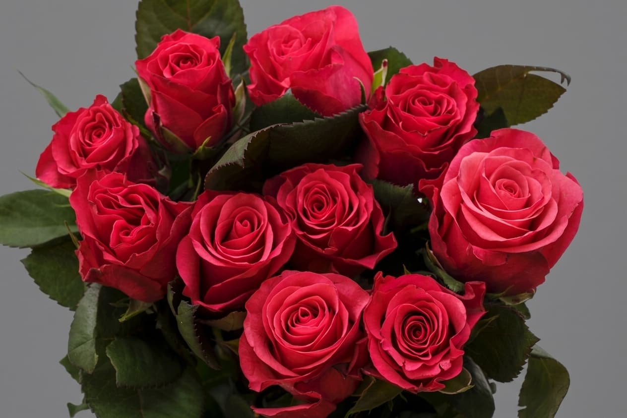 Tacazzi — Rozes, LZ Flowers Rēzekne