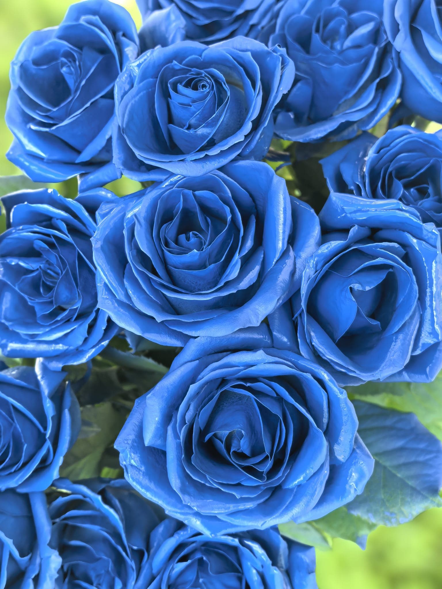 Krāšņās zilās rozes — Rozes, LZ Flowers Rēzekne