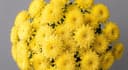 Zembla yellow