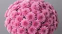 Zembla pink