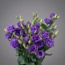 Lizantus purple