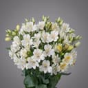 Alstroemeria White