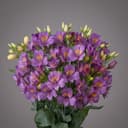 Alstroemeria Purple