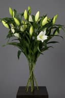 Lilies White