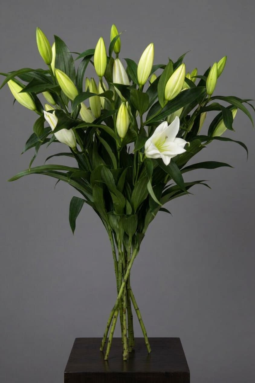Lilies White