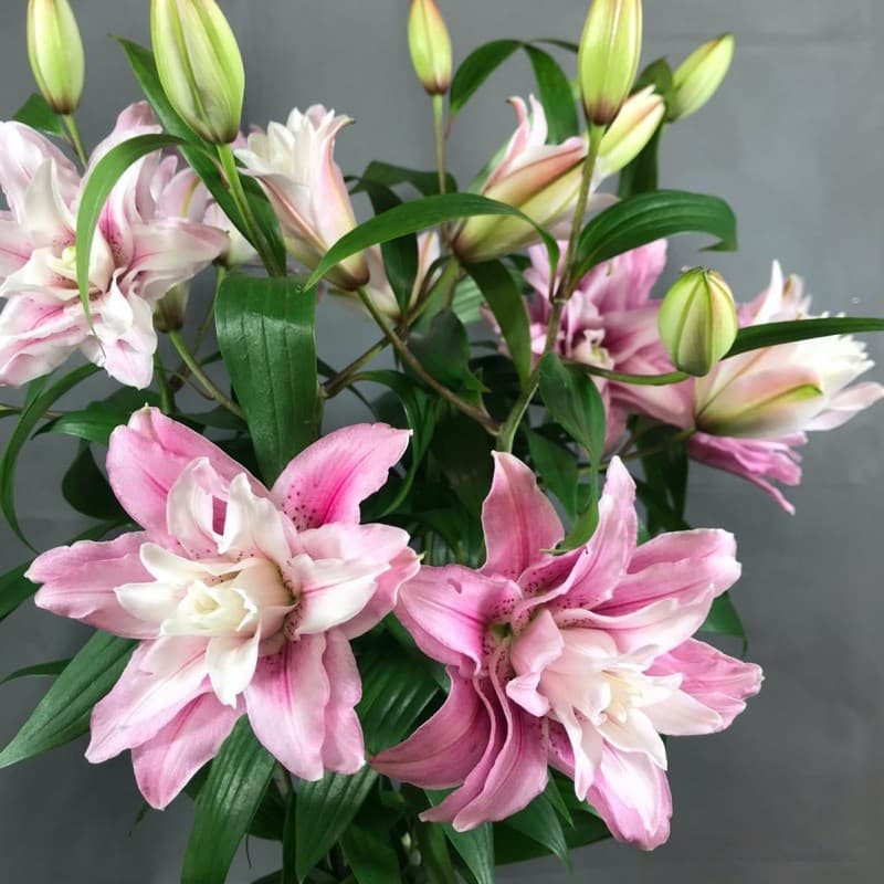Lilies pink — Lilijas, LZ Flowers Rēzekne