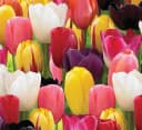 Tulips Mix