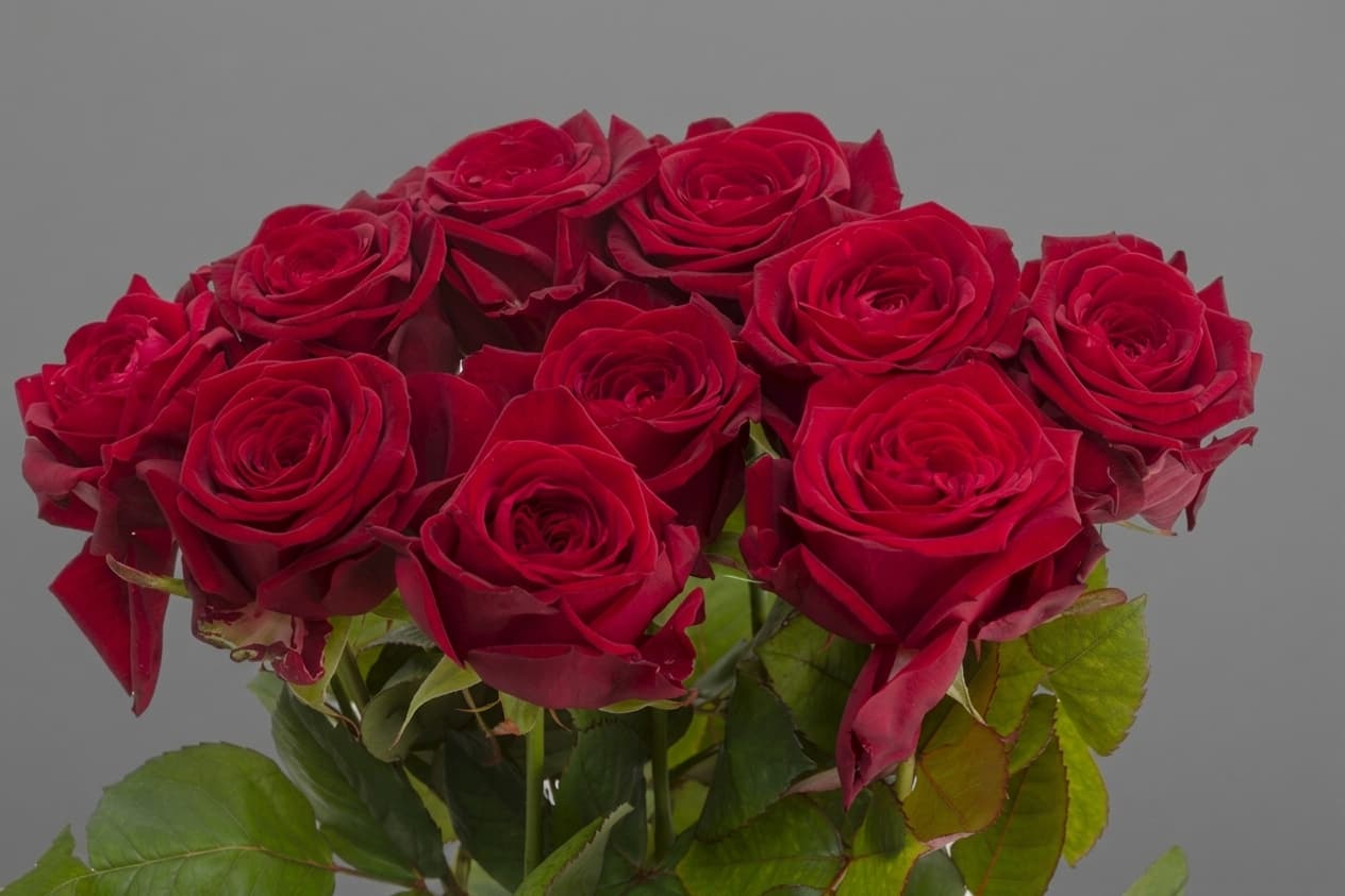 Red Naomi — Rozes, LZ Flowers Rēzekne