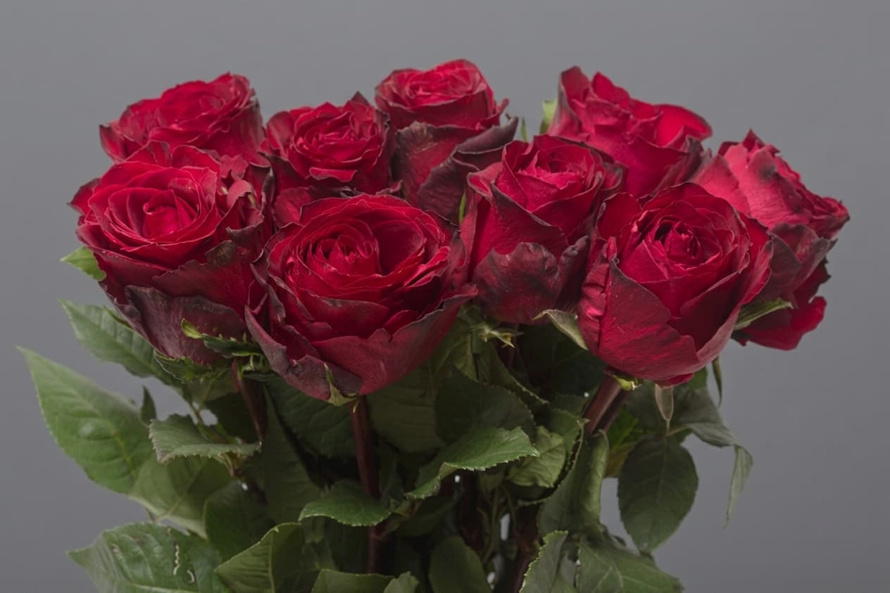Madam Red — Rozes, LZ Flowers Rēzekne