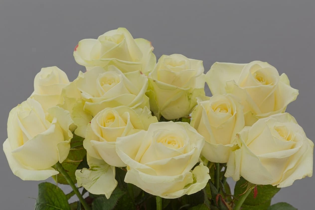 Avalanche — Rozes, LZ Flowers Rēzekne