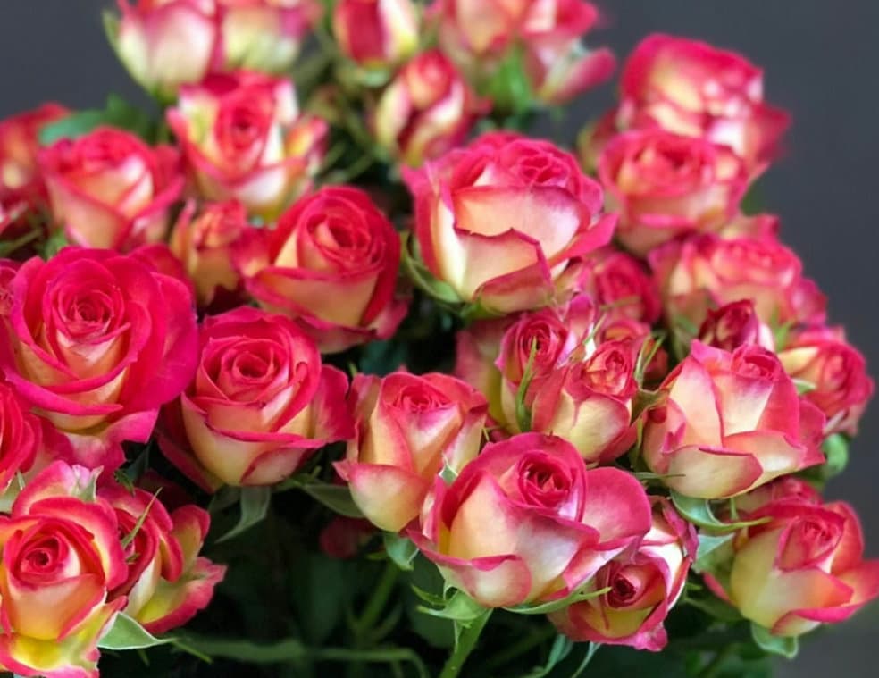 Summer Dance — Rozes, LZ Flowers Rēzekne