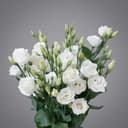 Lizantus White