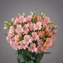 Alstroemeria Pink
